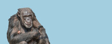 Banner With A Portrait Of Mother Chimpanzee With Her Cute Baby, Closeup, Details With Copy Space And Blue Sky Solid Background. Concept Biodiversity, Animal Care, Maternity And Wildlife Conservation.