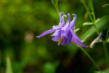 Wall Mural - European purple columbine flower, green background