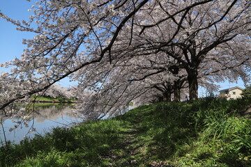 Sticker - 春の日本の埼玉県を流れる元荒川の河川敷に咲くソメイヨシノのサクラの花の様子