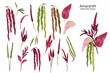 Set of amaranth flower digital watercolor