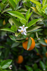 Wall Mural - Fresh orange blossom on orange tree