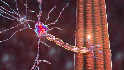 motor neuron connecting to muscle fiber, 3d illustration
