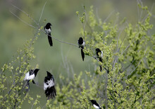 Several Magpies Shot On A Green Branch Are Sitting And In Flight. All Birds Are In Mating Plumage
