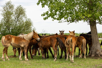 Wall Mural - horses and foals walk in nature