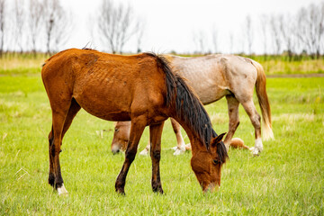 Wall Mural - horses and foals walk in nature