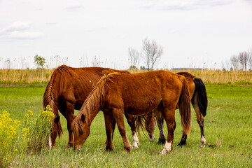 Canvas Print - horses and foals walk in nature