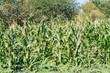 corn fied plantation - unharvested organic food