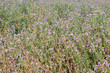 wild Carduus nutans (aka musk thistle, nodding thistleor or nodding plumeless thistle) in bloom natural flower background