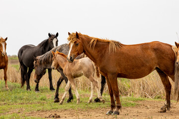 Wall Mural - horses and foals in nature