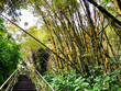 Breathtaking nature landscape scenery inside tropical lush rainforest or jungle with tall trees, beautiful flowers in garden eden paradise inside Akaka Falls State Park, Hawaii