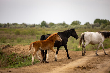 Wall Mural - horses and foals in nature