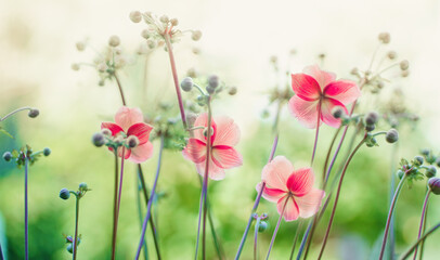Poster - Gently pink flowers of anemones outdoors in summer spring close-up on light green background with soft selective focus. Delicate dreamy image of beauty of nature.