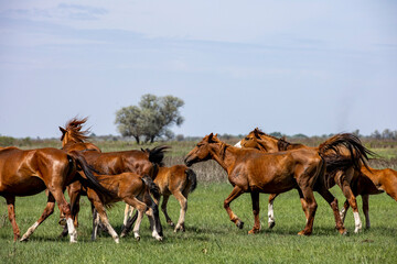 Sticker - horses and foals in nature