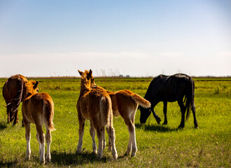 Wall Mural - horses and foals in nature