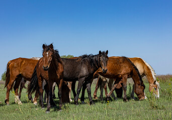 Canvas Print - horses and foals in nature