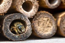 A Mason Bee  (Osmia Bicornis) Checking The Nesting Facilities Of Our Insect-hotel.