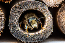 A Mason Bee  (Osmia Bicornis) Checking The Nesting Facilities Of Our Insect-hotel.