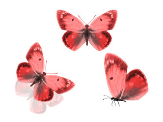 Wall Mural - set of red butterflies isolated on a white background. flock of colored moths. three tropical insects