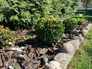 Ornamental boxwood bush in a flowerbed.