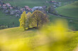 hills with group of trees in Emmental in spring