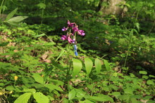 Blue And Pink Mouse Pea Flowers Bloom In A Forest Glade On A Sunny Spring Day