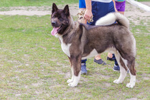 A Purebred Dog, A Domestic Pet Of The American Akita Breed, Brown Color Outdoors Next To The Owner And People In The Park For A Walk On A Leash