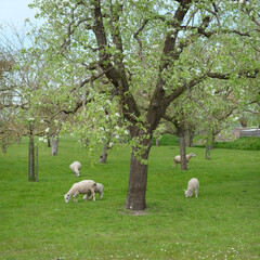 Wall Mural - sheep and lambs in spring orchard under blue sky