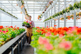 Fototapeta  - Working with flowers concept. Handsome man gardener in uniform carrying plants geranium flowers in boxes in orangery or greenhouse.