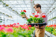 © Iryna - Positive smiling handsome man controlling quality of seedlings in his organic glasshouse flowers plantation. Male worker holding pot with geranium flower in greenhouse.