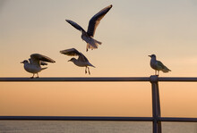 Seagulls, Silhouette