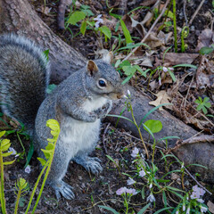 Wall Mural - Wild Eastern gray squirrel (Sciurus carolinensis) standing on two legs looking for danger during spring. Selective focus, background blur and foreground blur.
