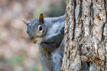 Wall Mural - Close up of an Eastern gray squirrel (Sciurus carolinensis) looking from a tree trunk during spring. Selective focus, background and foreground blur.
