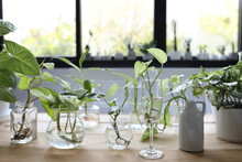 Greren Indoor Plants In Clear Glass Cup And Vase On Wooden Table In Front Of Window