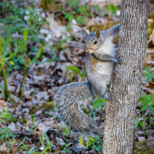 Close Up Of An Eastern Gray Squirrel (Sciurus Carolinensis) Looking From A Tree Trunk During Spring. Selective Focus, Background And Foreground Blur.
