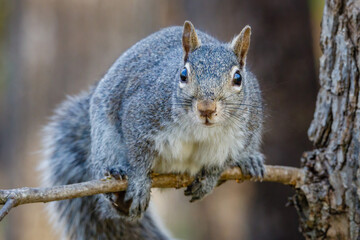 Wall Mural - Close up of an Eastern gray squirrel (Sciurus carolinensis) in a tree during spring. Selective focus, background and foreground blur.
