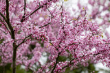 Fototapeta Natura - spring red bud tree in bloom pink calvert county southern maryland kings landing nature park 