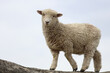 Romneyschaf / Romney sheep / Ovis.