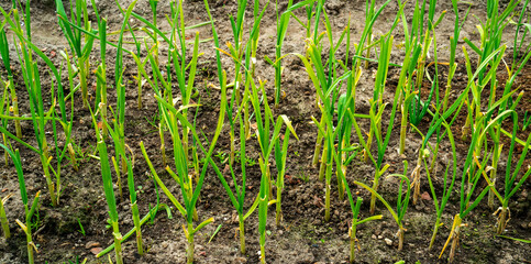 Canvas Print - Close up of young garlic plants (Allium sativum)
