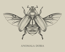 Anomala Dubia Scarab Beetle Biology Book Insect