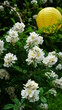 활짝 핀 흰색 찔레꽃