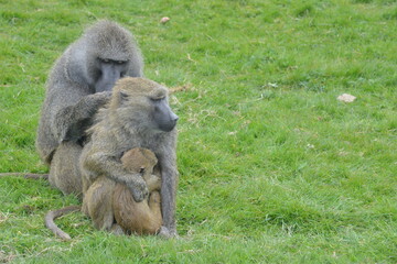 Baboons at Knowsley Safari Park, Liverpool, England, UK