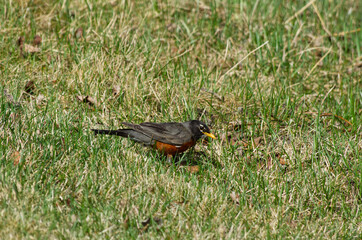 A Robin in the Grass