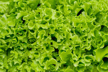 close-up green lettuce leaves texture background