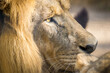 Lion / Leão (Panthera leo)