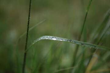 Sticker - goccia acqua erba natura pioggia acqua è vita 