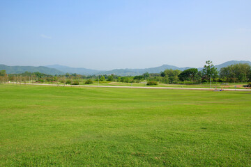 Canvas Print - fresh green grass lawn or grass field