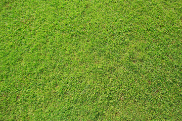 Canvas Print - grass texture for background