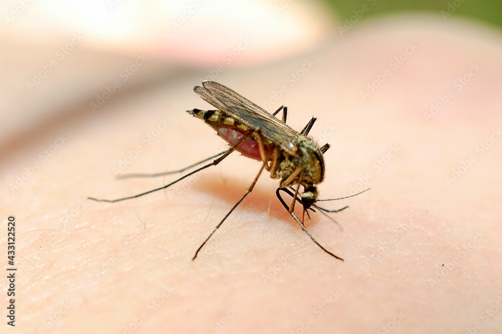 Photo Stock Macro of a mosquito sucking blood. Closeup a mosquito ...