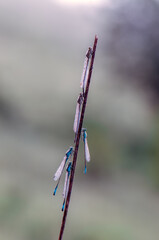 Wall Mural - Enallagma cyathigerum is a European damselfly in dew awaiting sunrise in the dew on a blade of grass meets the dawn in a forest glade