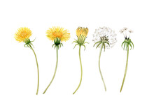 Set Of Watercolor Illustrations Of Yellow Meadow Flowers Dandelion On A White Background. Hand Painted For Design And Invitations.